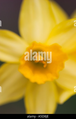 Close up macro shot di miniatura narcisi tete a tete dwarf narcisi o narcissus cyclamineus Foto Stock