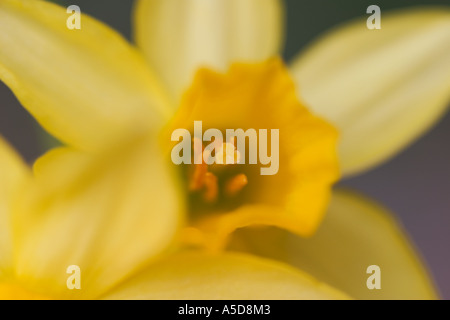 Close up macro shot di miniatura narcisi tete a tete dwarf narcisi o narcissus cyclamineus Foto Stock