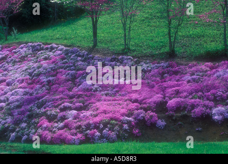 Creeping phlox display sulla strada di campagna Beattyville Kentucky Foto Stock