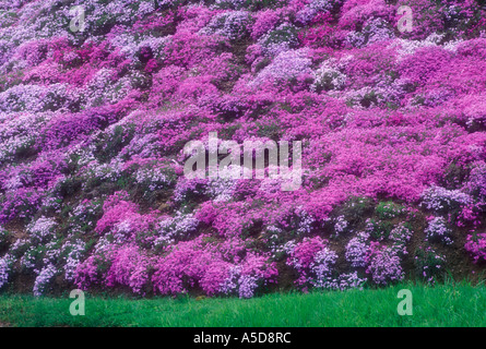 Creeping phlox display sulla strada di campagna Beattyville Kentucky Foto Stock