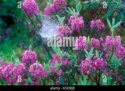 Ciotola e centrino spider, Frontinella communis rugiada web coperto costruito in fioritura di pecora arbusto di alloro Foto Stock