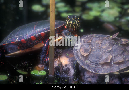 Dipinto di turtle Chrysemys picta con mappa turtle Graptemys geographica crogiolarsi al bordo del punto di stagno Pelée National Park, Ontario Foto Stock