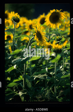 Legna da ardere Foto Stock