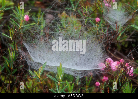 Ciotola e centrino spider, Frontinella communis rugiadoso veli in bog alloro arbusto Ontario Foto Stock