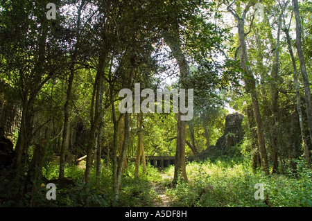 La giungla che circonda le rovine del tempio di Beng Mealea nei pressi di Angkor Wat in Cambogia Foto Stock