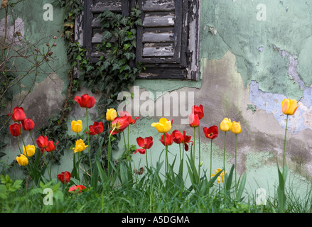 I Tulipani di fronte casa vecchia Foto Stock