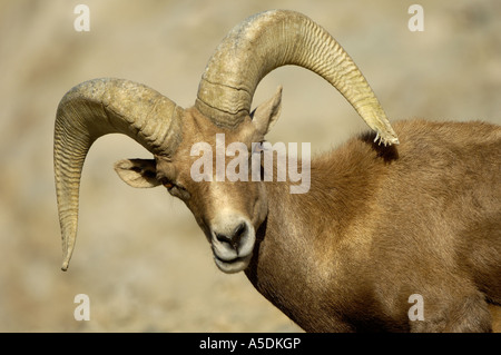 Bighorn Ovis canadensis ram close up che mostra le corna California USA Foto Stock