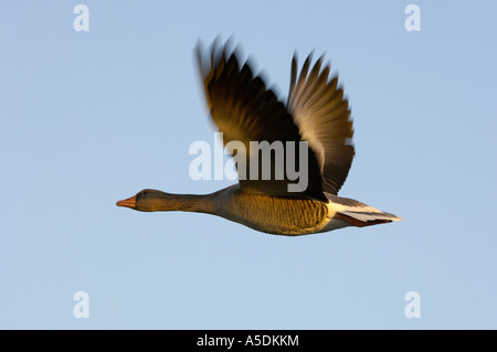 Graylag Goose Anser anser UK in volo Foto Stock
