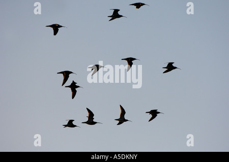 Curlews Numenius arquata volare a roost alla fine della giornata Slimbridge REGNO UNITO Foto Stock