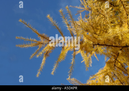 Specie di larice Larix sp che mostra gli aghi in autunno il colore oro Foto Stock