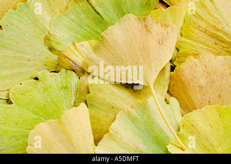 Il Ginkgo Biloba close-up di foglie cadute in autunno Foto Stock