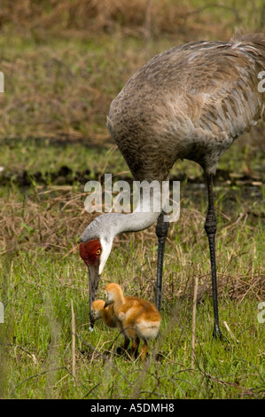 Sandhill gru (Grus canadensis) Genitore alimentazione di pulcini neonati Myakka River State Park Florida Foto Stock