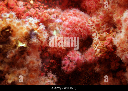 Anemoni di mare su una scogliera di corallo, Foto Stock