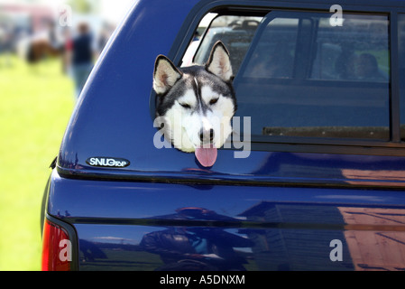 Un cane nel retro di un auto, REGNO UNITO Foto Stock