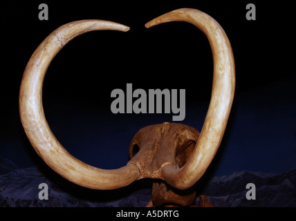 Wolly Mammoth3 Foto Stock