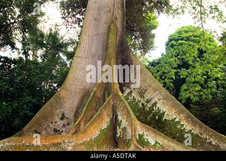 Ebano Ceiba Pentandra albero maestoso gigante di radici di alberi della foresta pluviale Asia preservare Foto Stock