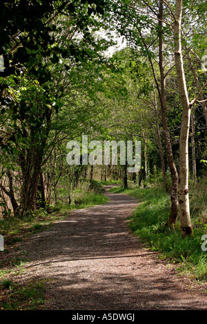 Irlanda del Nord County Fermanagh Castle Archdale Forest Park bosco a piedi Foto Stock