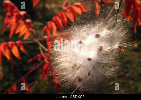 Un pod milkweed scoppio con sementi incorniciato da luminose rosse foglie di sommaco tardo pomeriggio sun Ottawa Ontario Canada Foto Stock