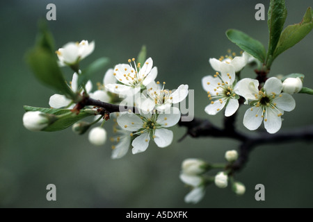 Unione prugna (Prunus domestica var. domestica), ramoscello con fiori Foto Stock