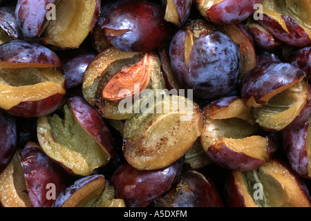 Unione prugna (Prunus domestica var. domestica), prugne con danni della prugna frutto moth Foto Stock