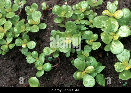 Little hogweed (Portulaca oleracea subsp. sativa), foglie Foto Stock