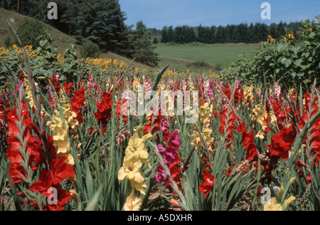 Gladiolus (Gladiolus spec.), piante in fiore Foto Stock