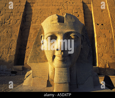 La testa intagliata del faraone Ramses II all'ingresso del tempio di Luxor, EGITTO Luxor Foto Stock