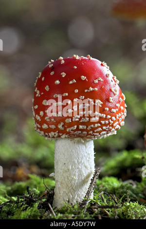 Fly agaric (amanita muscaria), corpo fruttifero, Germania Foto Stock