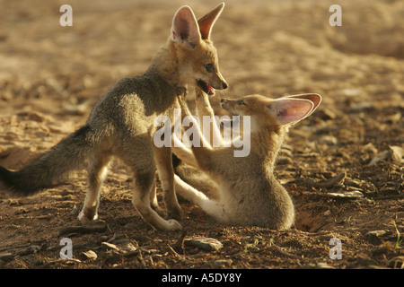 Capo volpe (Vulpes vulpes chama), riproduzione, Sud Africa, Northern Cape, Kalahari Kgalagadi Parco transfrontaliero Foto Stock