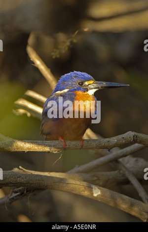 Azzurro kingfisher (Alcedo azurea, Alcedo azureus), all'alba, Australia Northern Territory, Kakadu NP Foto Stock