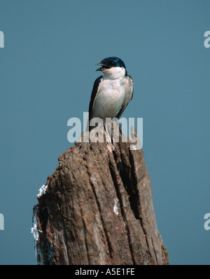 Blu e bianco swallow Notiochelidon cyanoleuca Andorinha azul e branca Pantanal del nord del Brasile Foto Stock