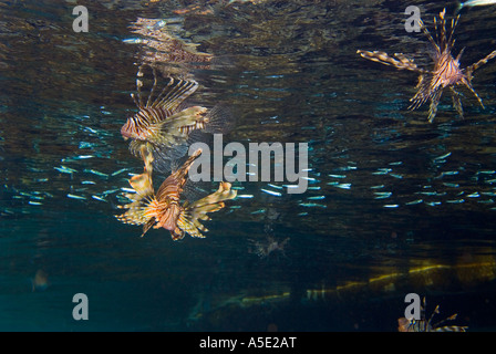 2 redfire firefish pesce pterois volitans leone lion turkeyfish in Coral reef scenario HADABA Naama Bay Sharm el Sheikh Egitto Foto Stock