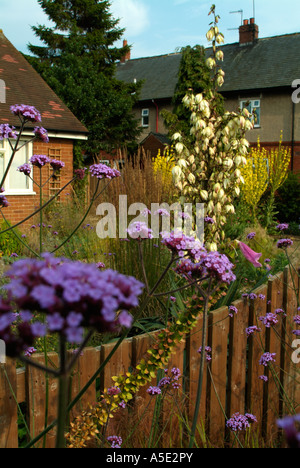 Verbena bonariensis nella parte anteriore di un marrone Picket Fence nella parte anteriore di un moderno bungalow Foto Stock