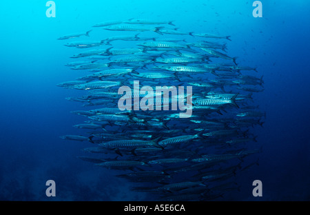 Scuola di barracuda in acqua blu, Sphyraena jella, Seapike gigante Foto Stock