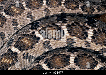 Uovo-eater pattern, Dasypeltis scabra Foto Stock