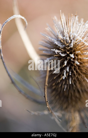 Common Teasel Dipsacus Silvestris coperto di brina Foto Stock