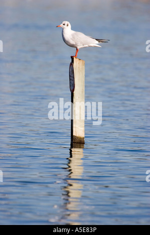 Seagull permanente sulla pole Foto Stock