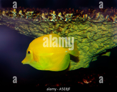 Codolo giallo pesce (zebrasoma flavescens) Foto Stock