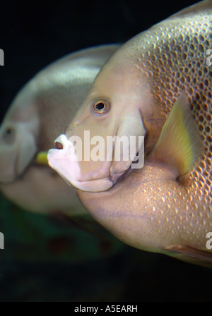 Grigio (Angelfish Pomacanthus arcuatus) Foto Stock