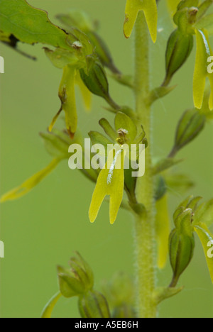 Orchid Twayblade comune, Listeria ovata, Großes Zweiblatt Foto Stock