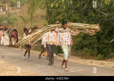 Dongria Kondh gli uomini che trasportano la canna da zucchero sulla strada per il mercato settimanale.Orissa ,India Foto Stock