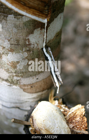 La raccolta di caucciù di gomma albero, Thailandia Foto Stock