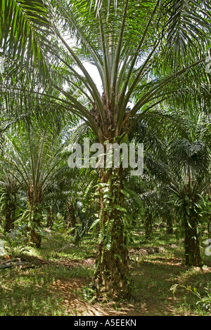 Colture colture agricoltura olio piantagione di palme Krabi Thailandia Foto Stock