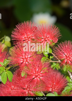 Primo piano di rosso fiori di colore rosa della calliandra tweedii pom pom bush Foto Stock