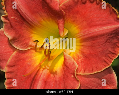 Vista ingrandita del rosso arancio fiore di hemerocallis daylily Foto Stock