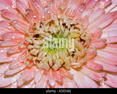 Vista dettagliata del fiore rosa di gerbera bauerii nobleflora cultivar ibrido con gocce di pioggia su petali Foto Stock