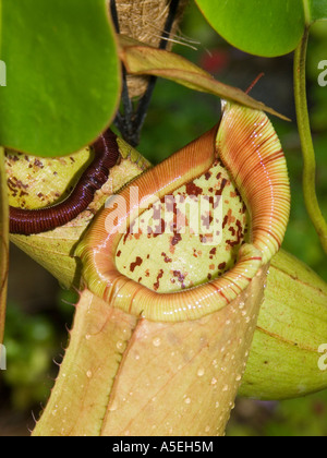 Primo piano dei carnivori pianta brocca Nepenthes sibuyanensis x truncata Foto Stock