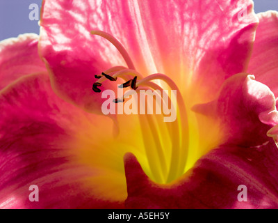 Vista ingrandita del rosso / viola fiore di Hemerocallis - daylily Foto Stock