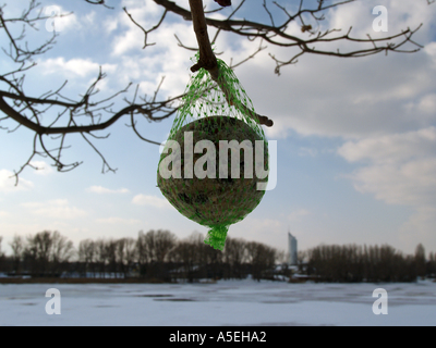 Birdseed in un net appeso dal ramo accanto ad Alte Donau in inverno Foto Stock