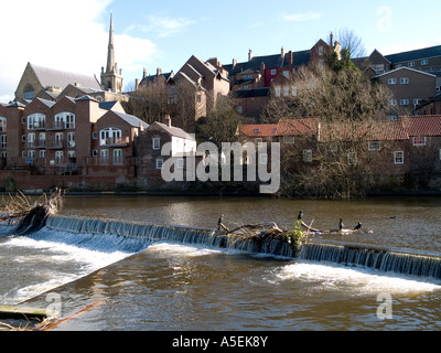 Cormorani normalmente un uccello di mare sul fiume usura in Durham City Centre Foto Stock